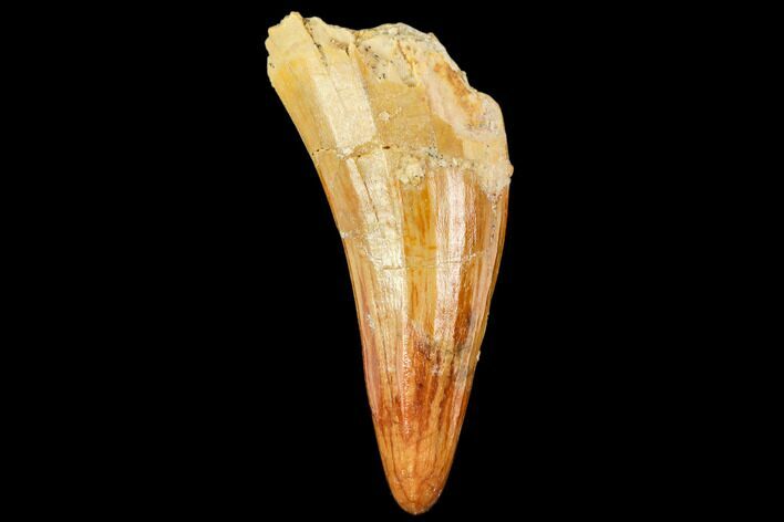 Fossil Crocodile (Elosuchus?) Tooth - Morocco #109933